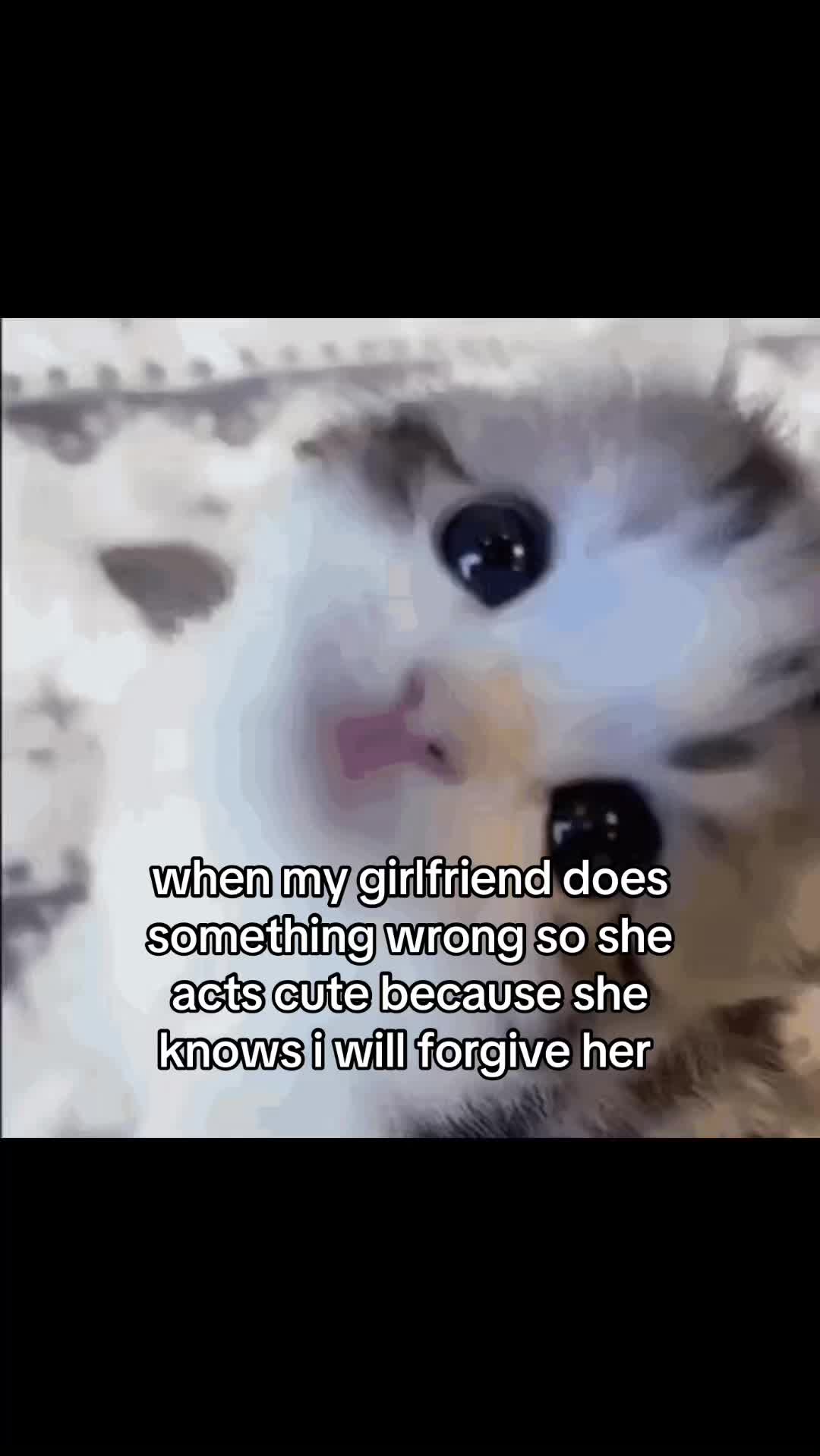 @meowconcept