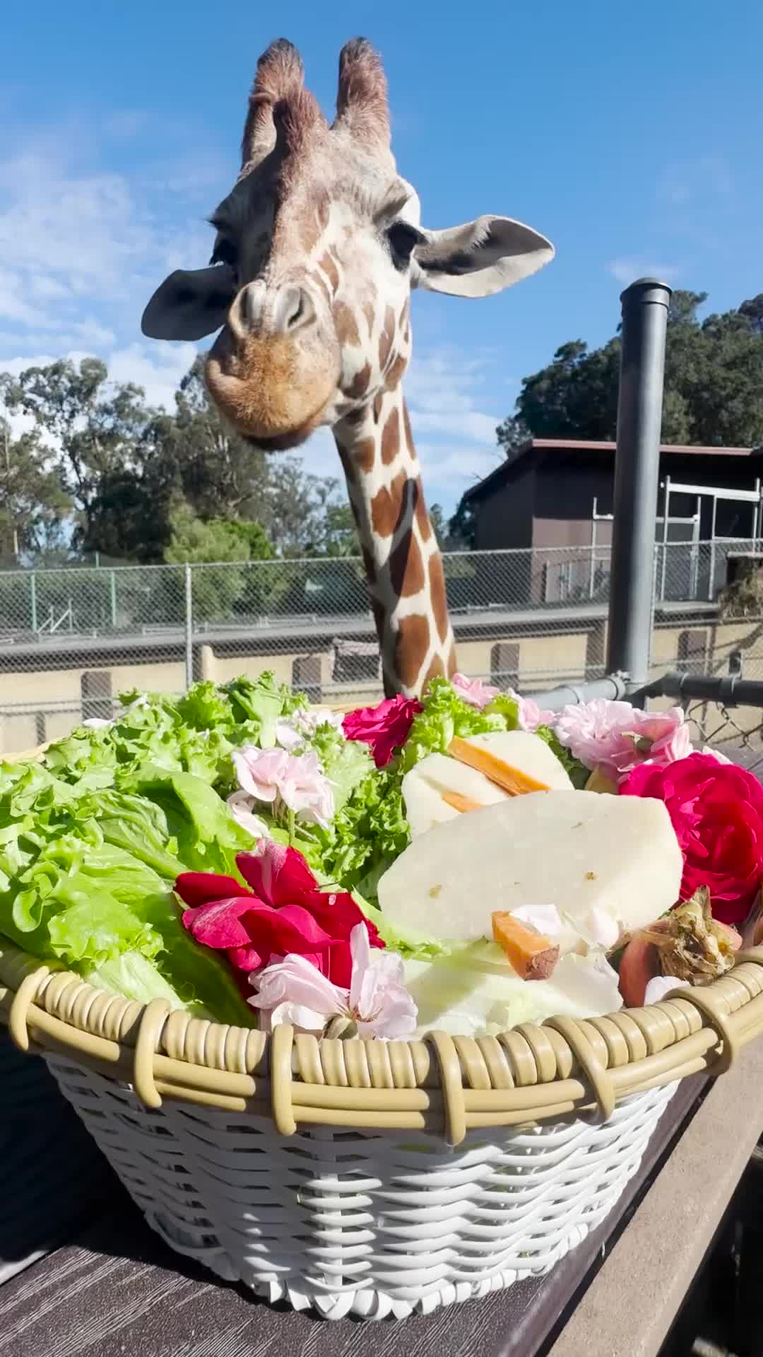 @Oakland Zoo