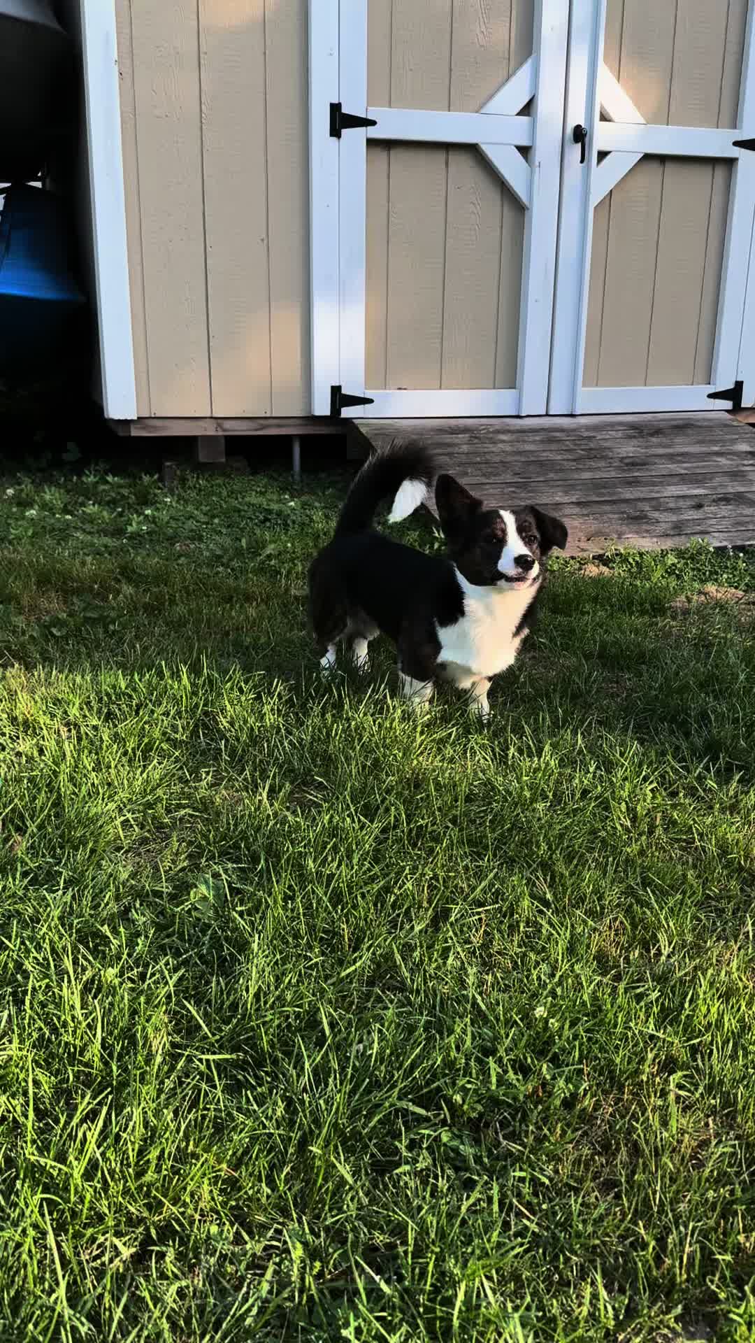 @South Jersey Corgi Rescue