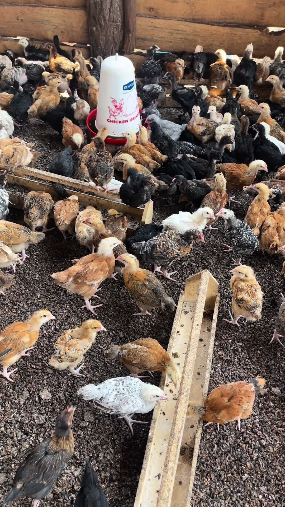 @Peaceland Poultry Farm🐔🐣🐓