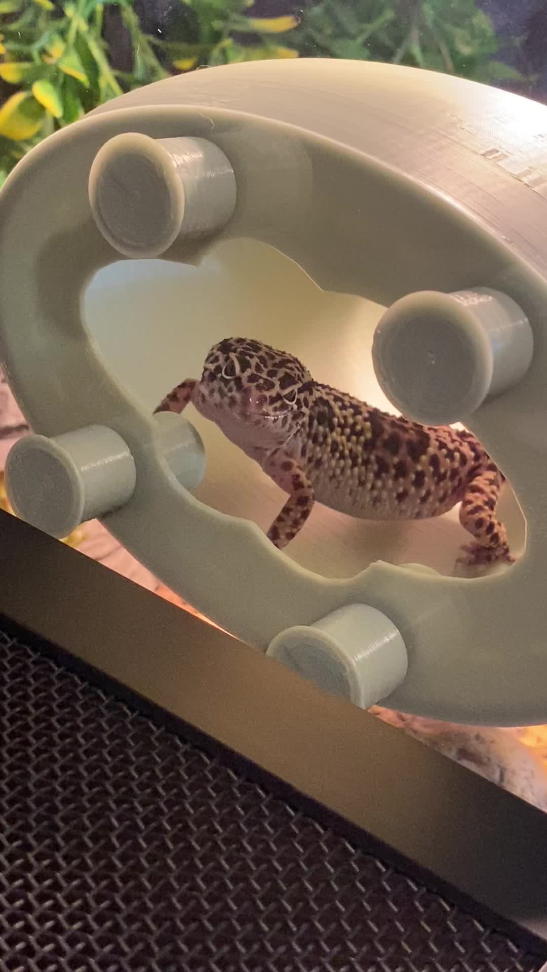 @Mika🦎