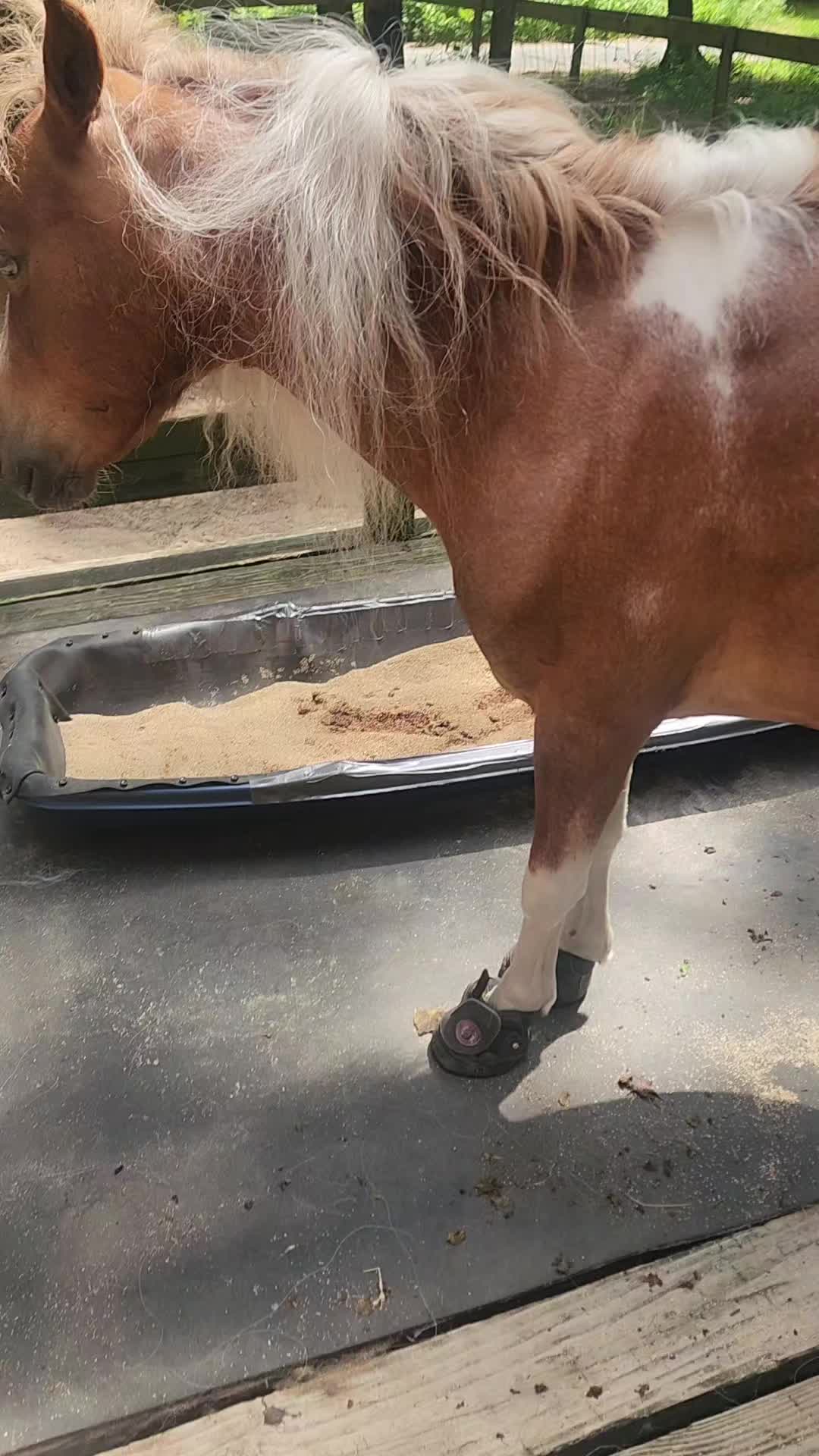 @minihorsemomandtrainer🐴🐴🐴🐴