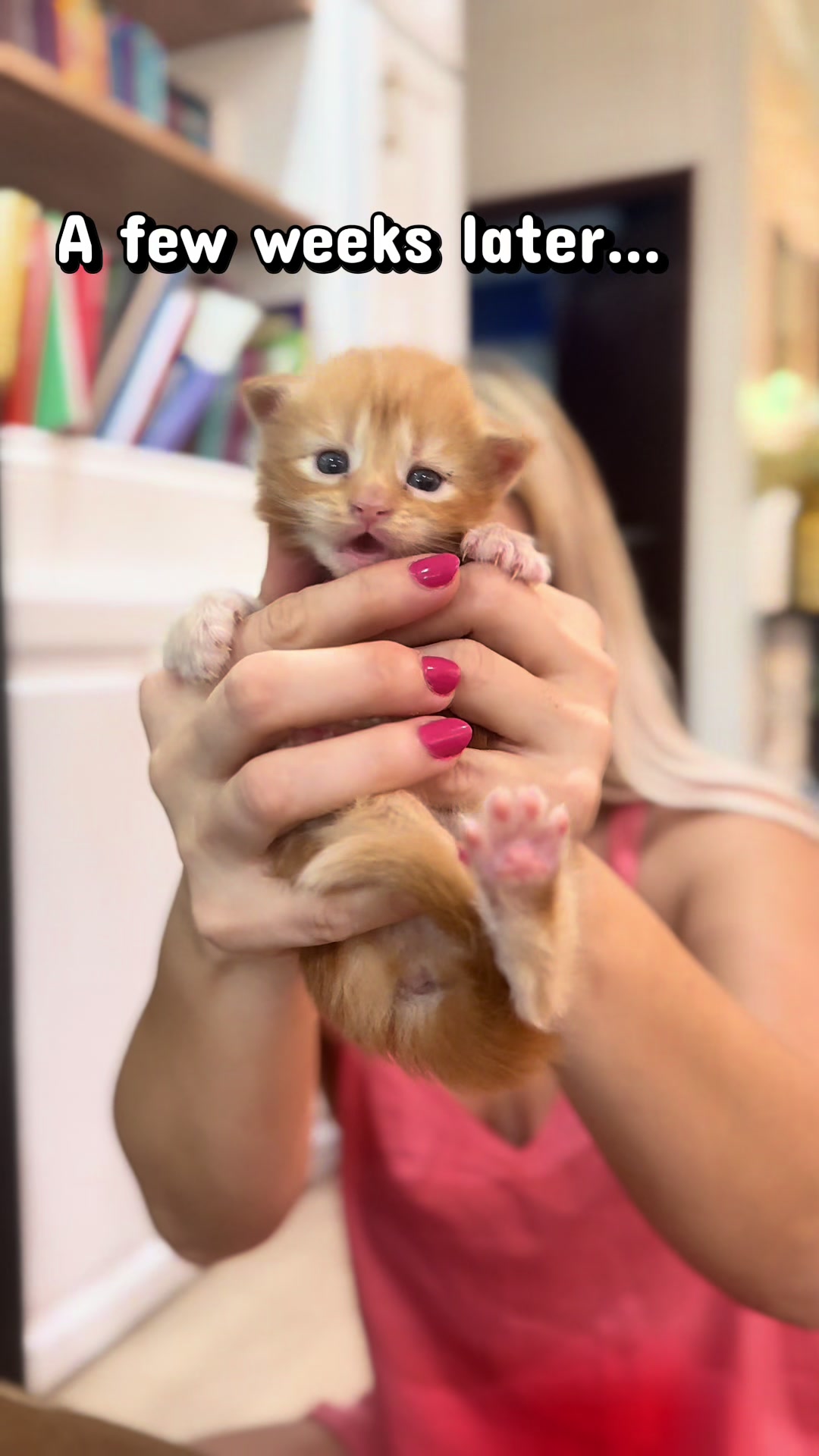 @AristoCoon Cattery