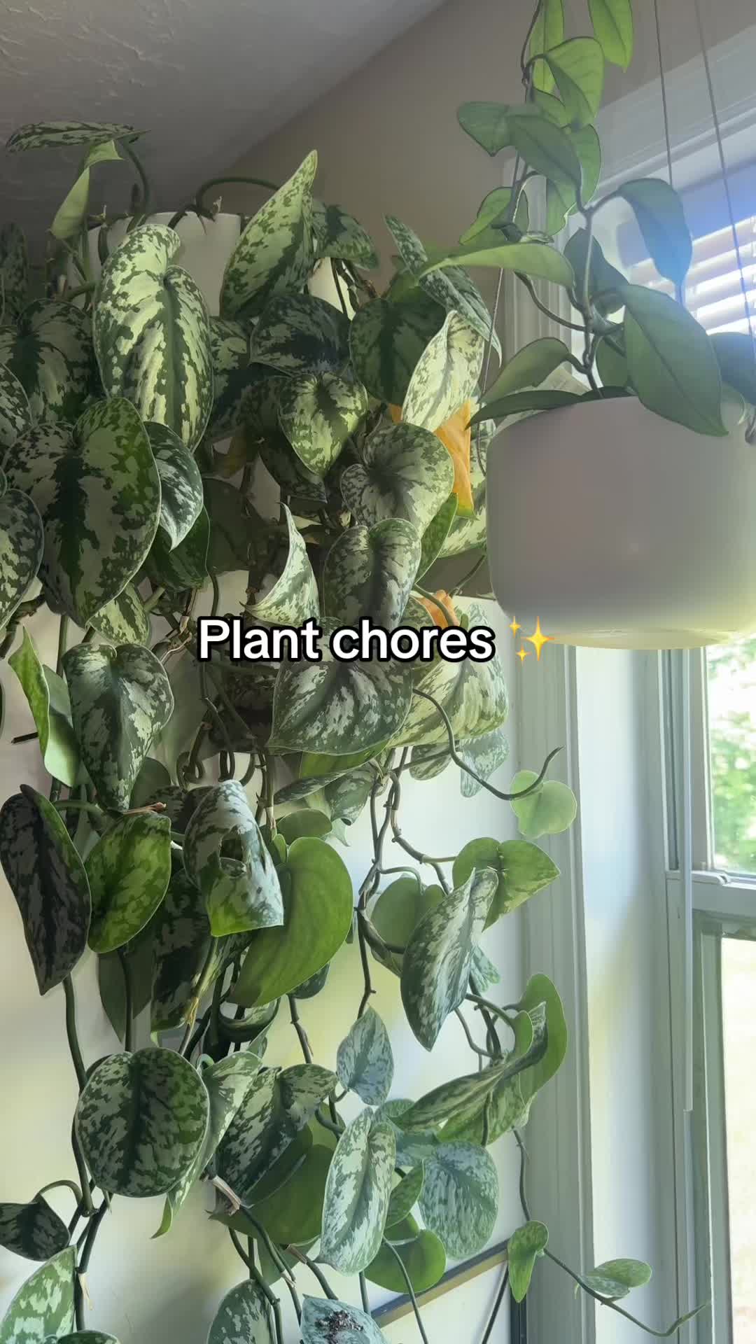 @Pretty Plants Nashville