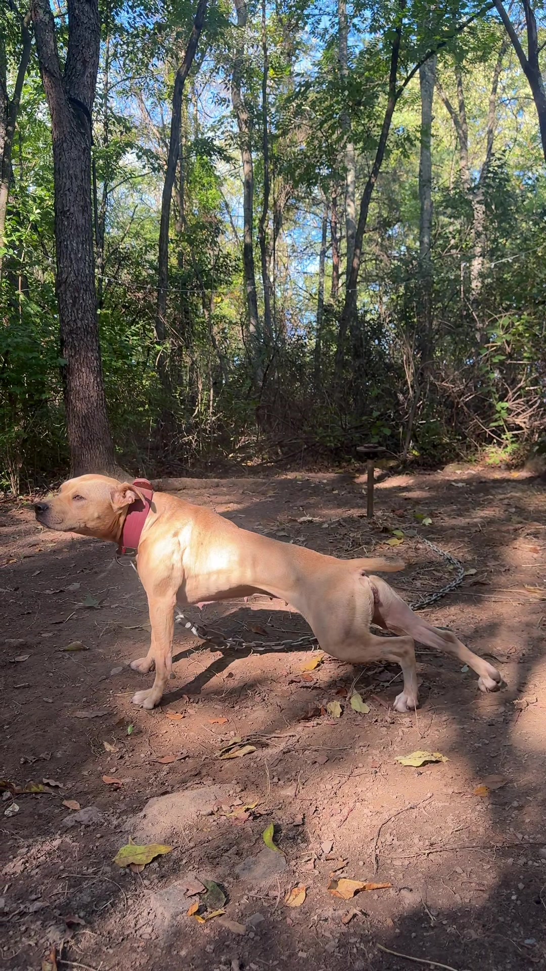 @ConcreteJungle_apbt