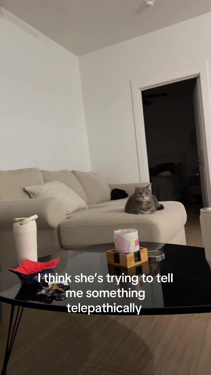 @meatloaf.___