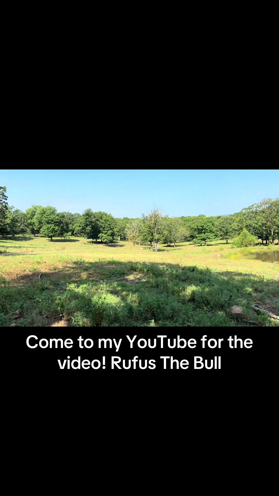 @Rufus The Bull