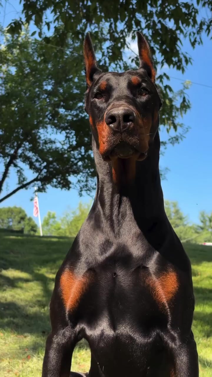 @Blakbone Mastiff Kennel
