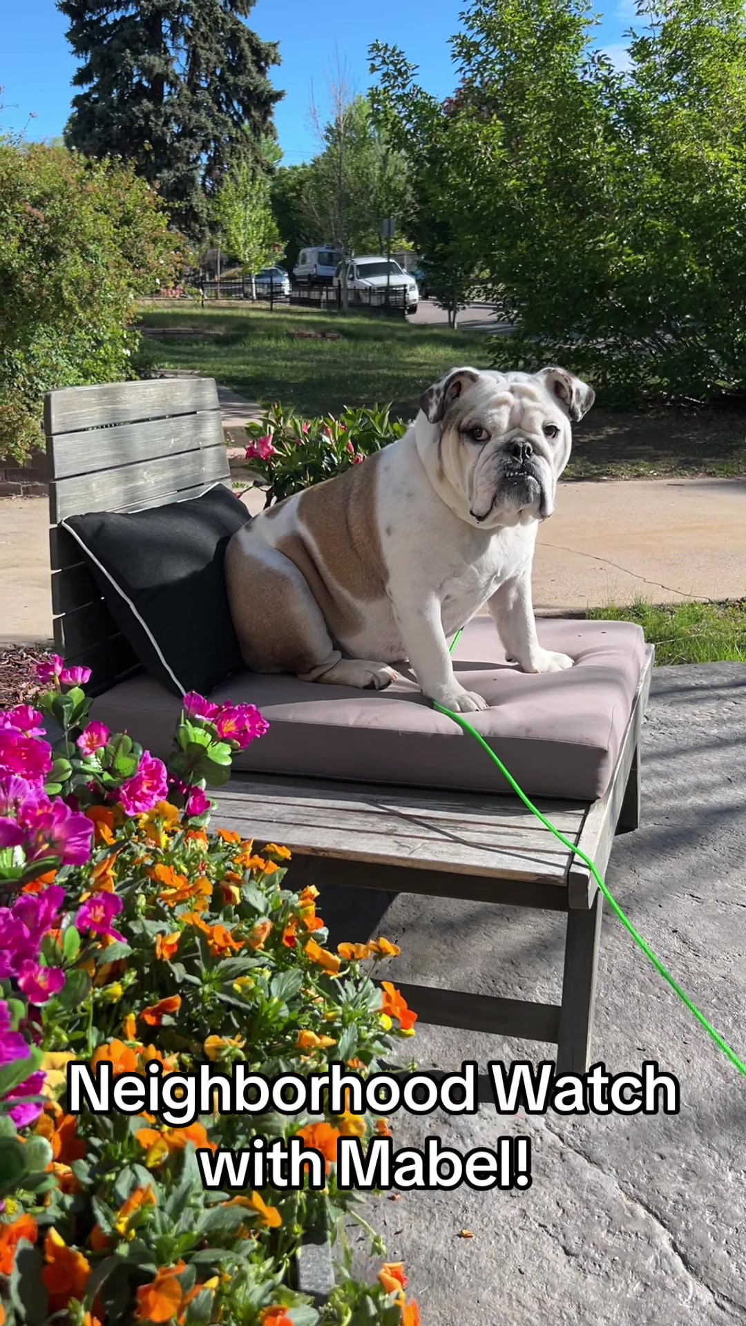 @MabeltheBulldog
