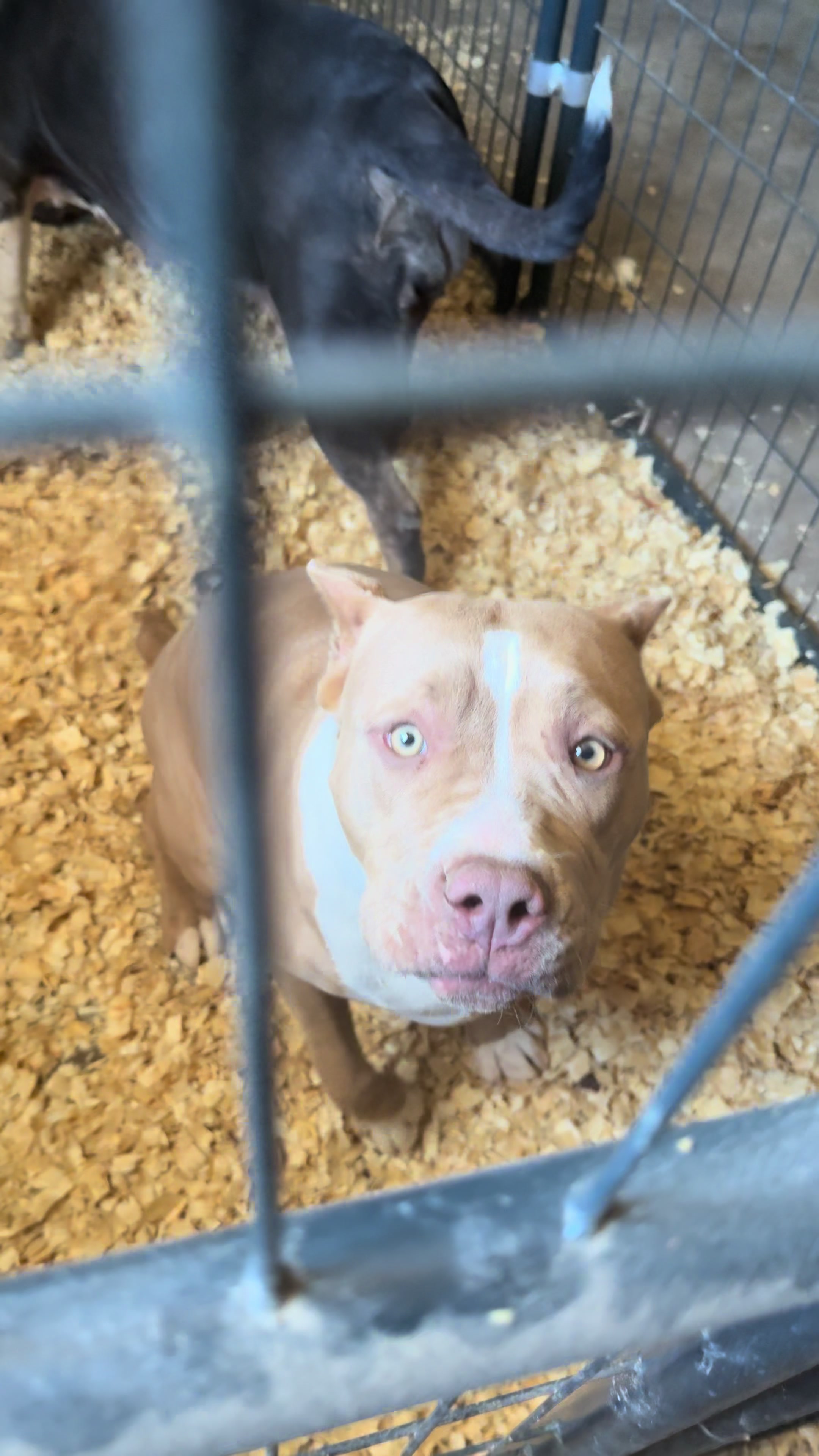 @Honorbound_Bullys