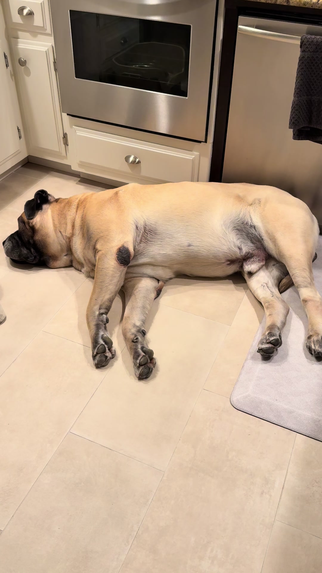 @Fronkythemastiff