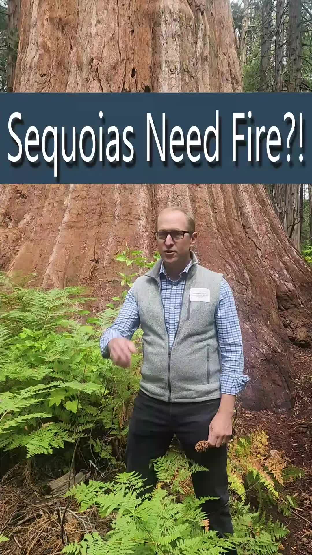 @Redwoods Rising