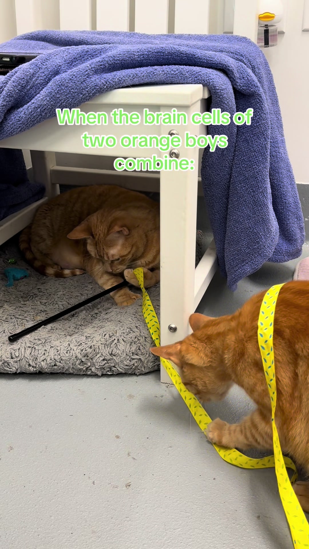@Friends of Strays
