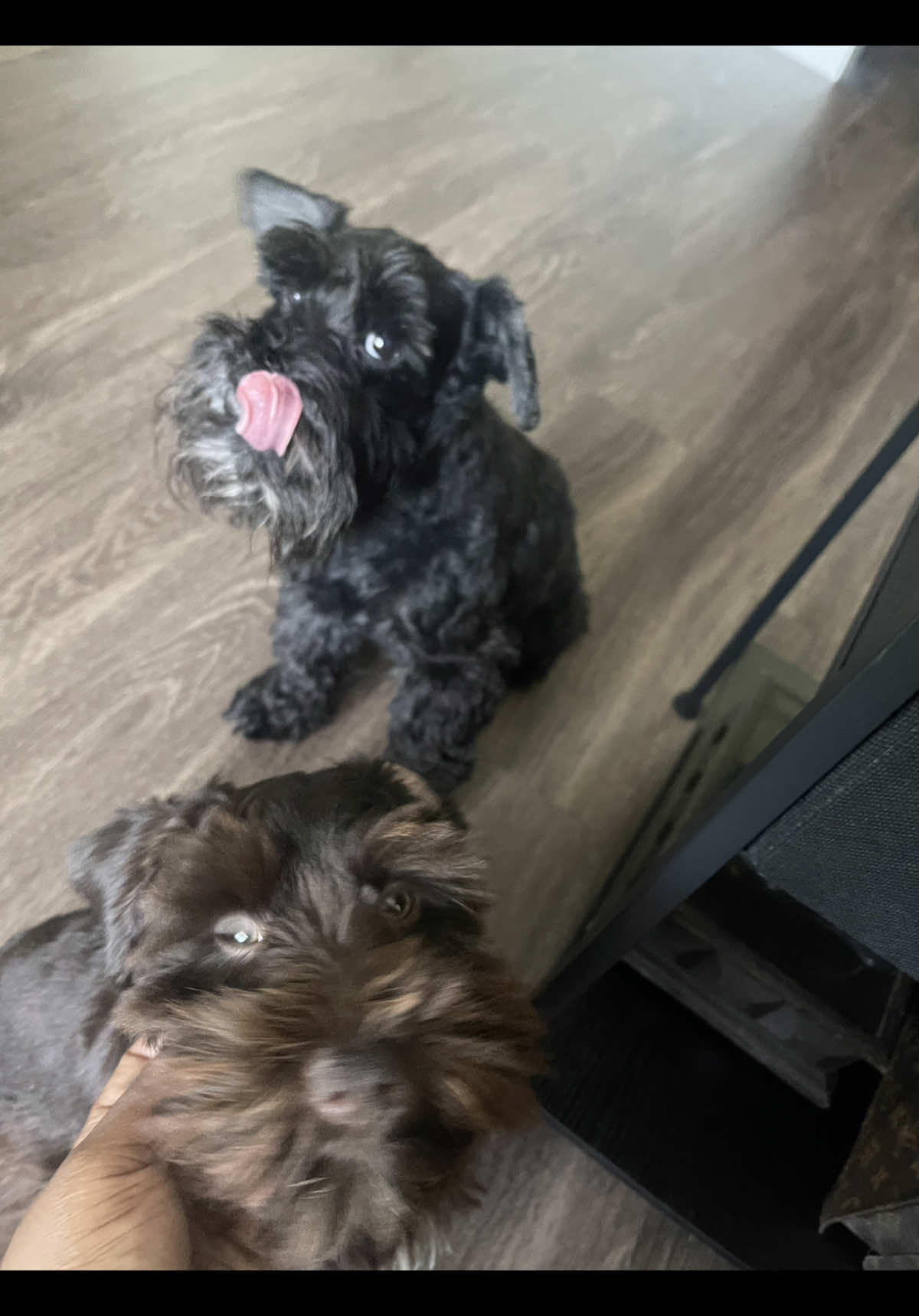 @LOU&rsquo;VON MINISCHNAUZER