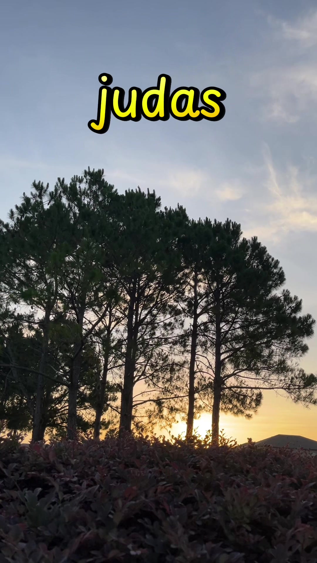 @masterzapata7dan