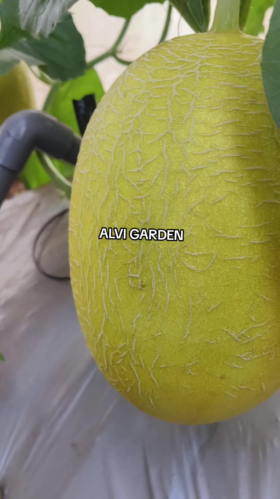 @Alvi Garden