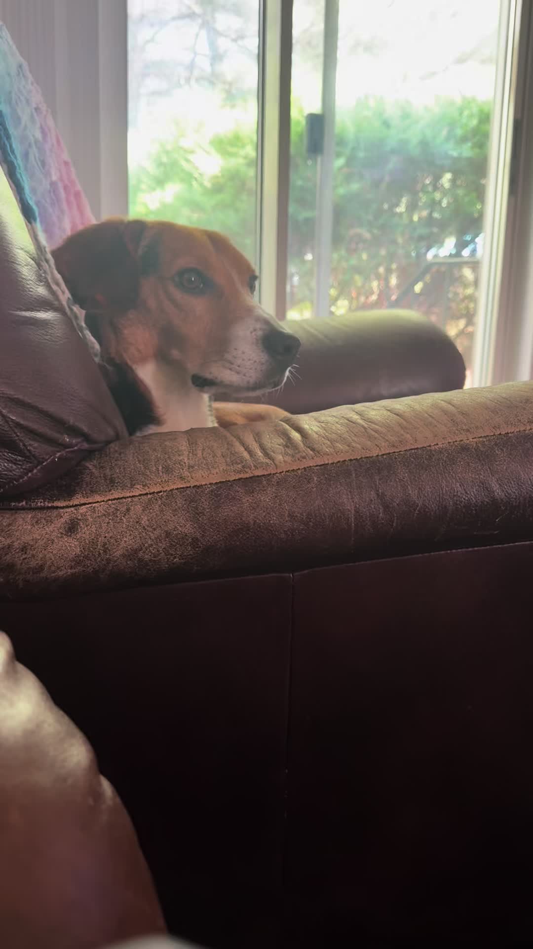 @ThatBeagleGus