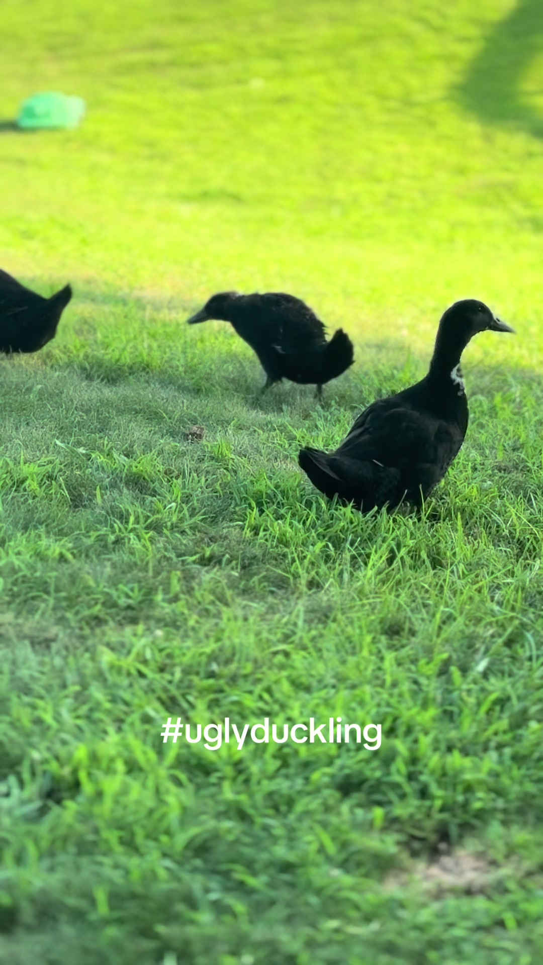 @therealduckdaddy