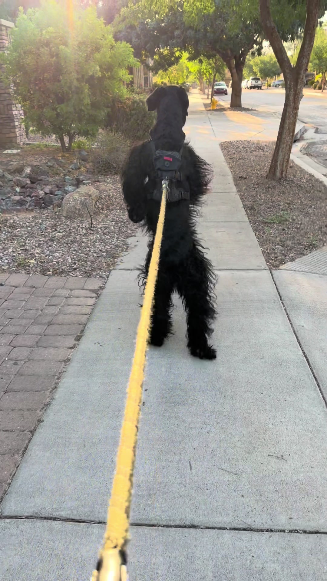 @Fiona Walks
