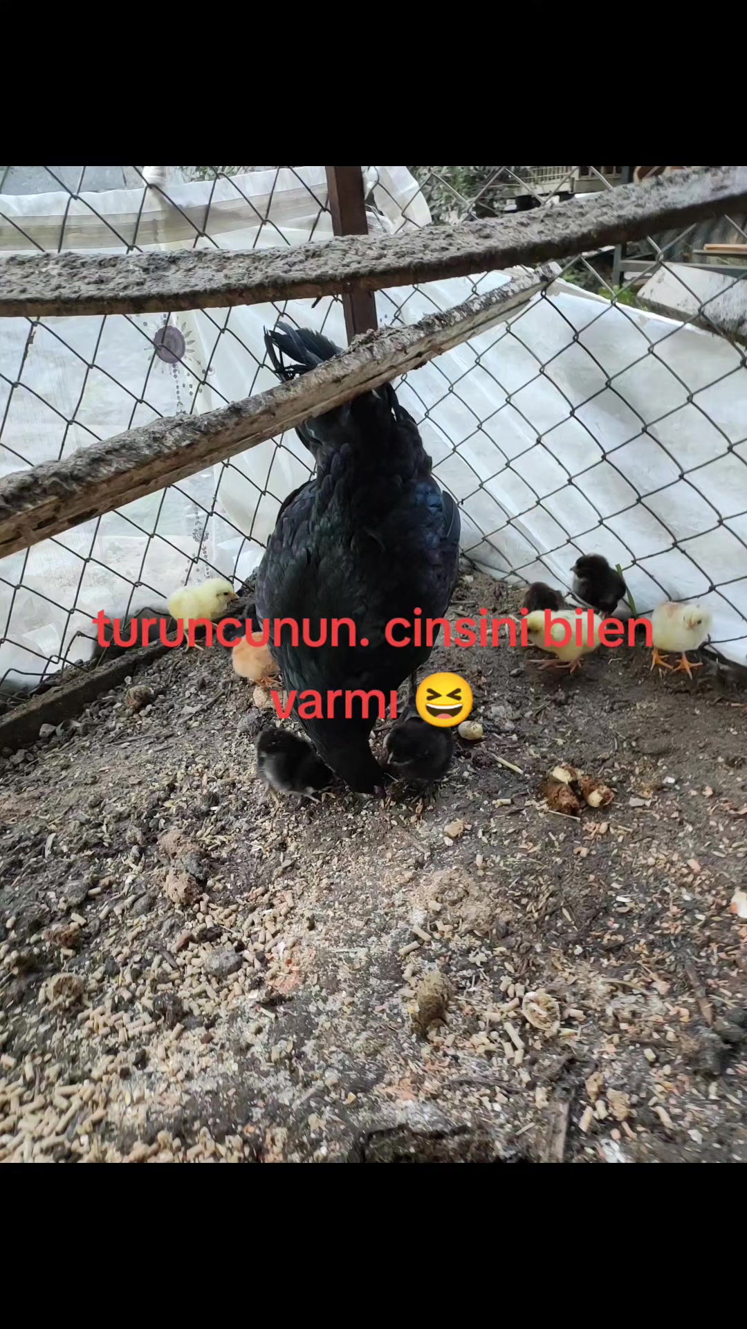 @ALİ DENİZ