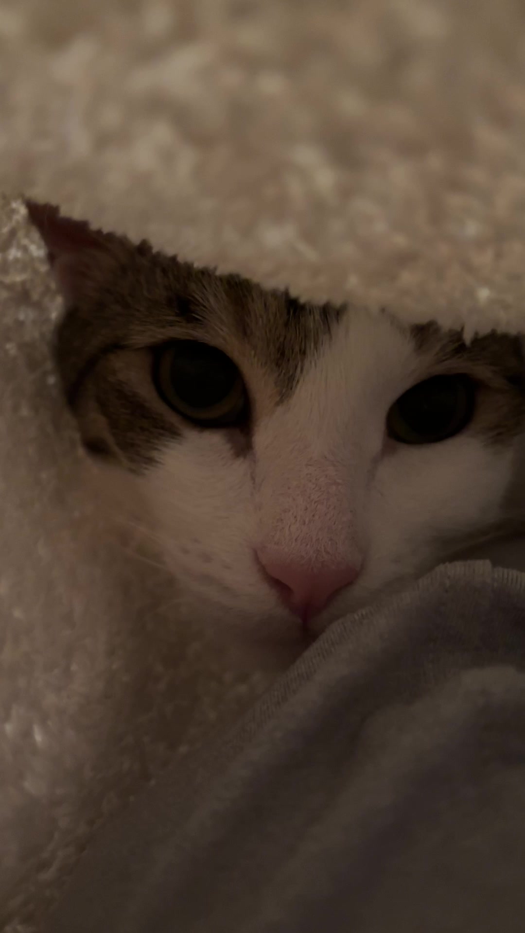@Mimi Wawa Meow