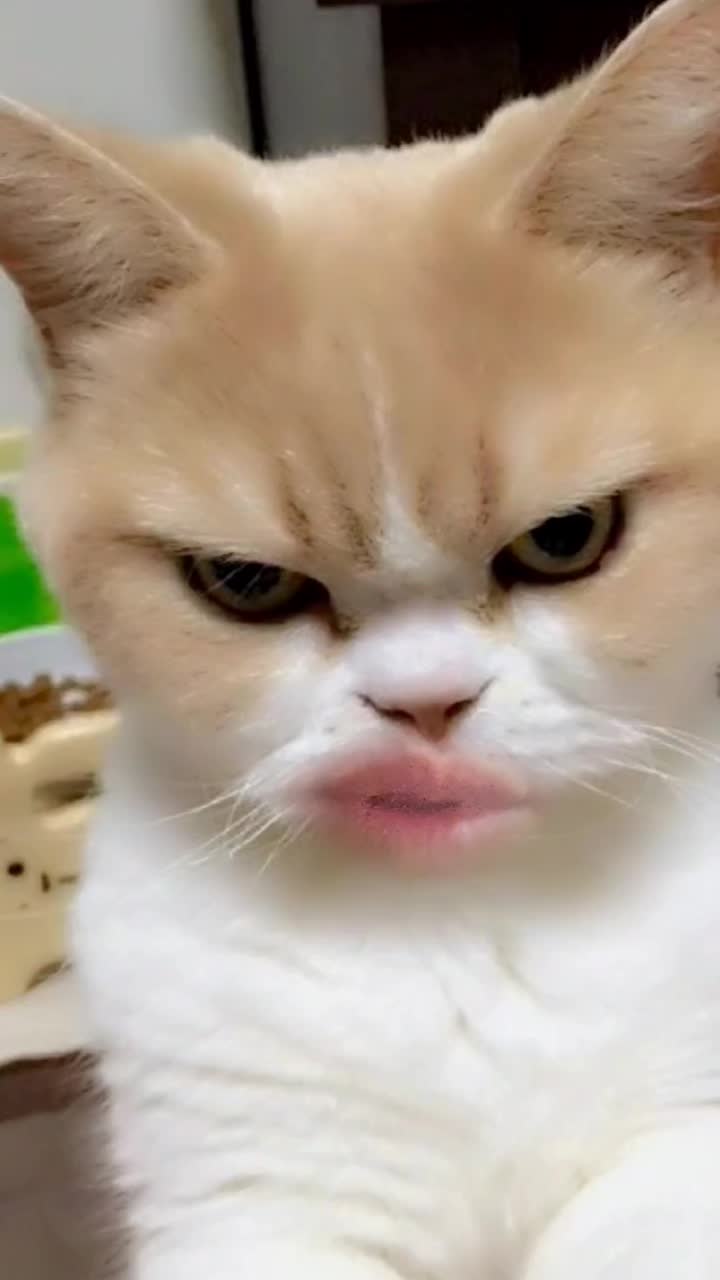@chapischapis
