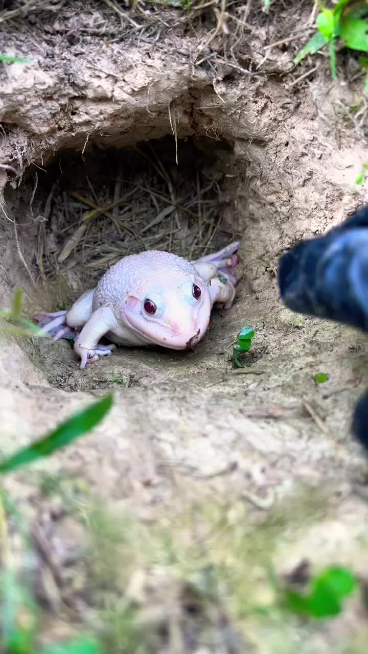 @frog official