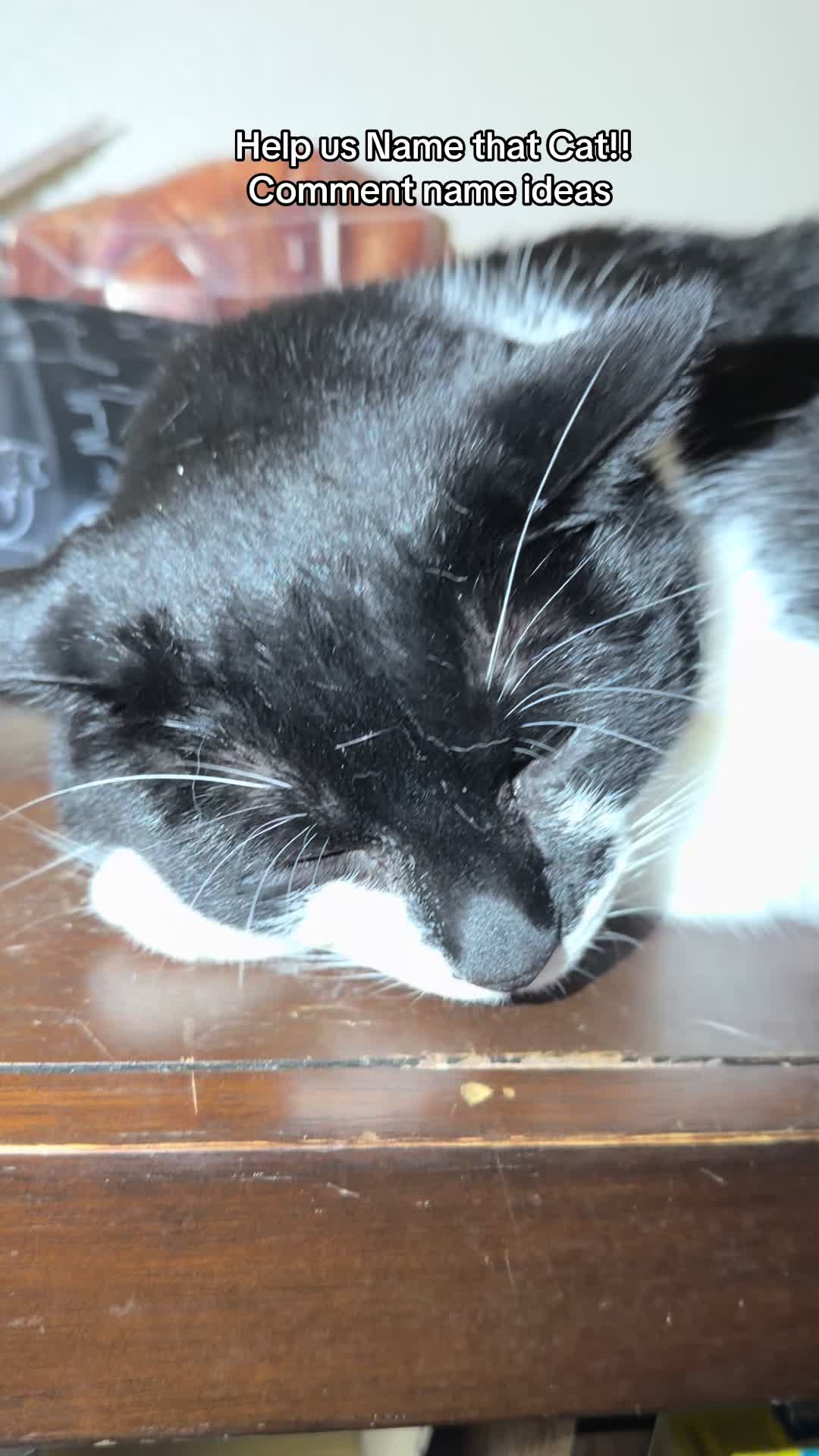 @Purrrrfect Paws Rescue