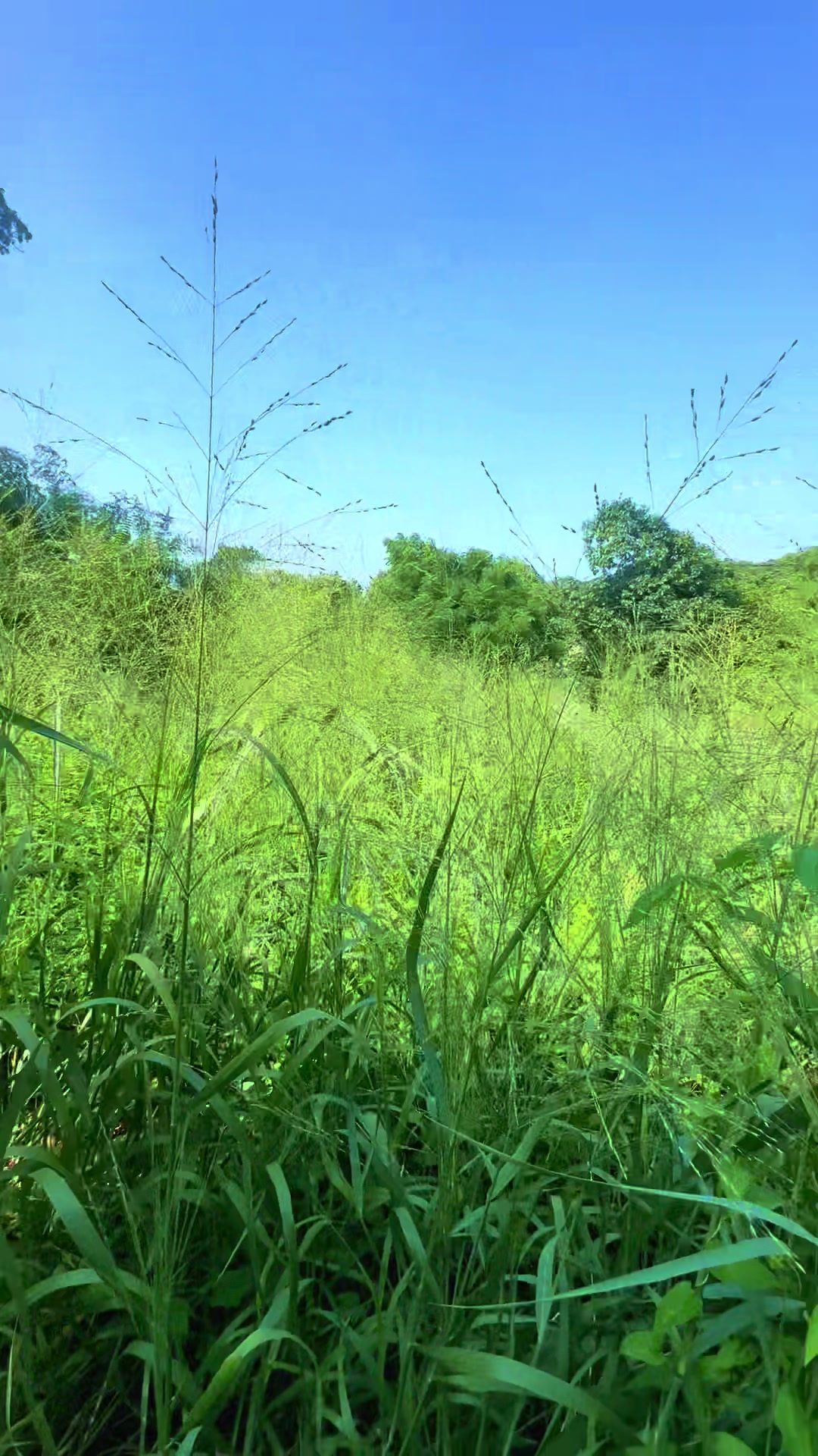 @Raya