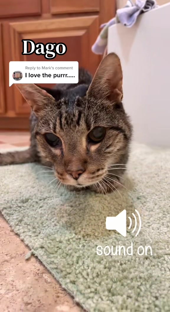 @Luke & Leia Catwalker