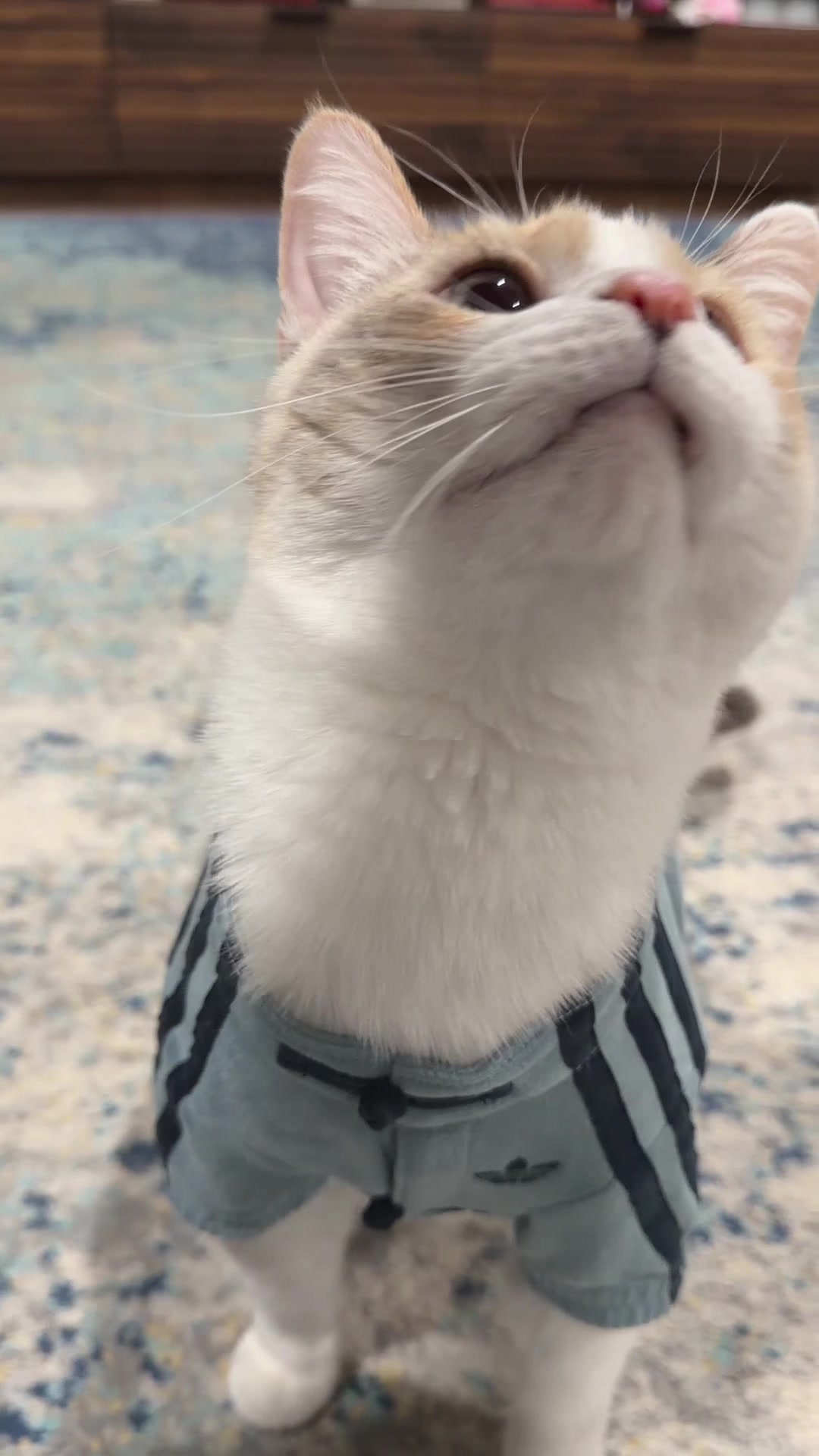 @Panko Cat