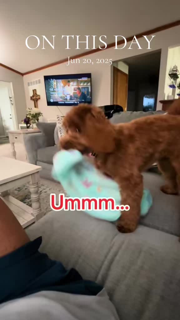 @🏳️🌈GayWithADoodleProblem🐕