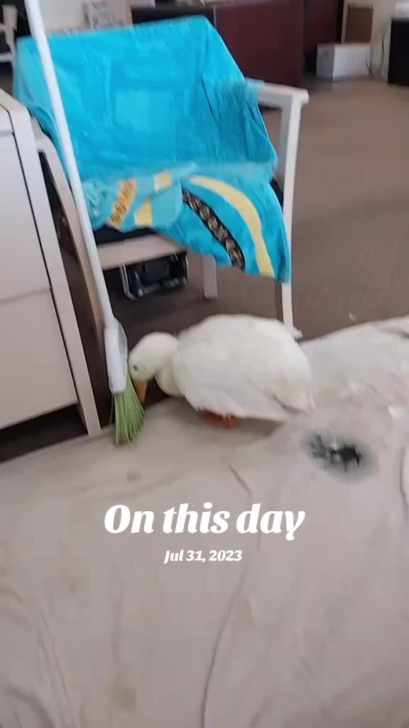 @aducknamedgoose