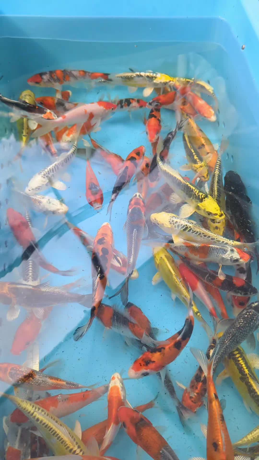 @B&M Aquatics