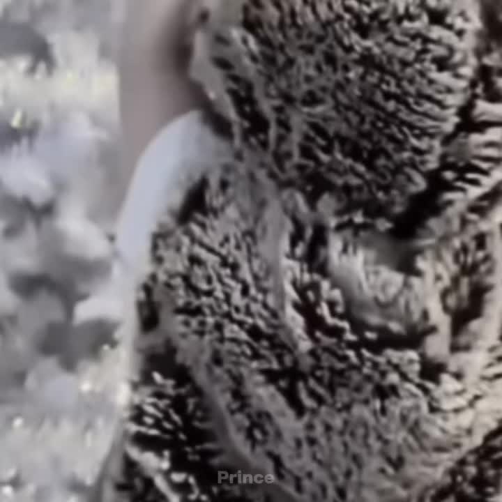 @Prince