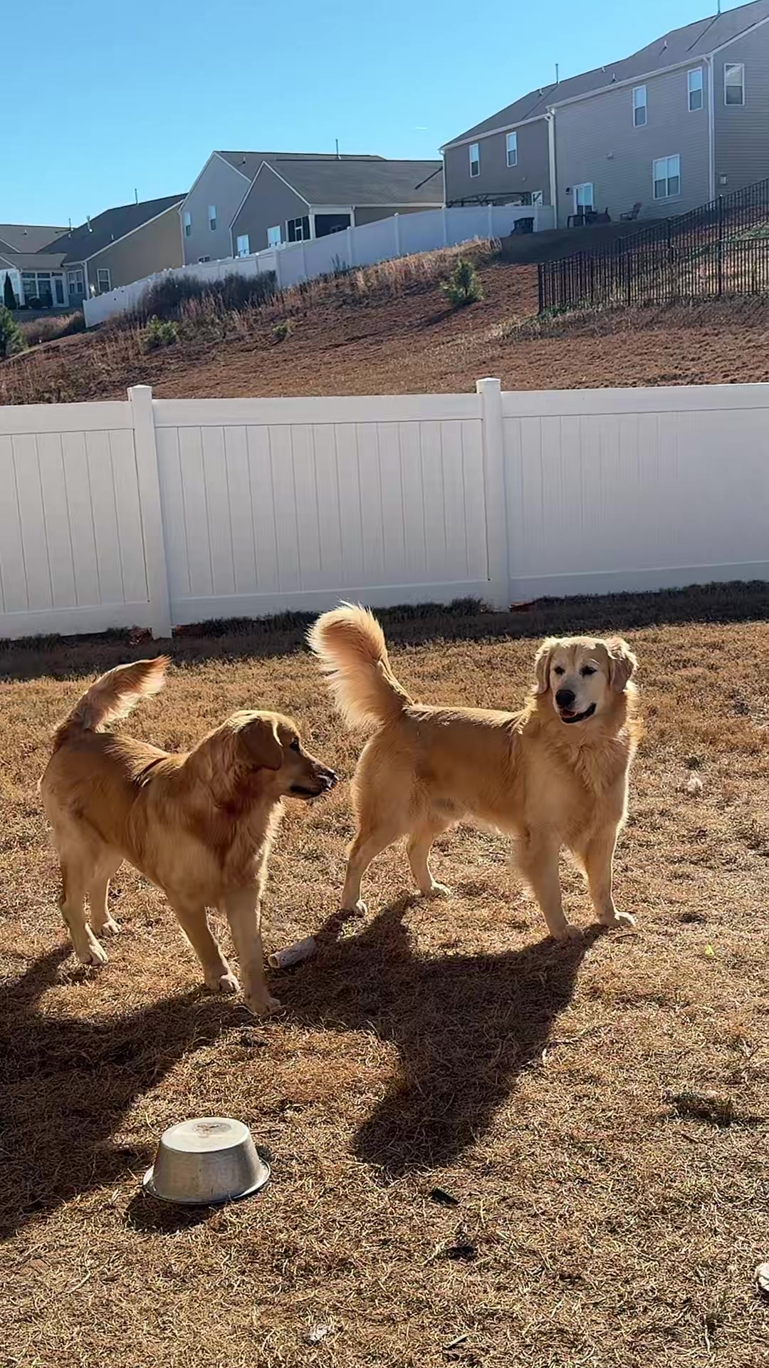 @Thebestgoldenlife