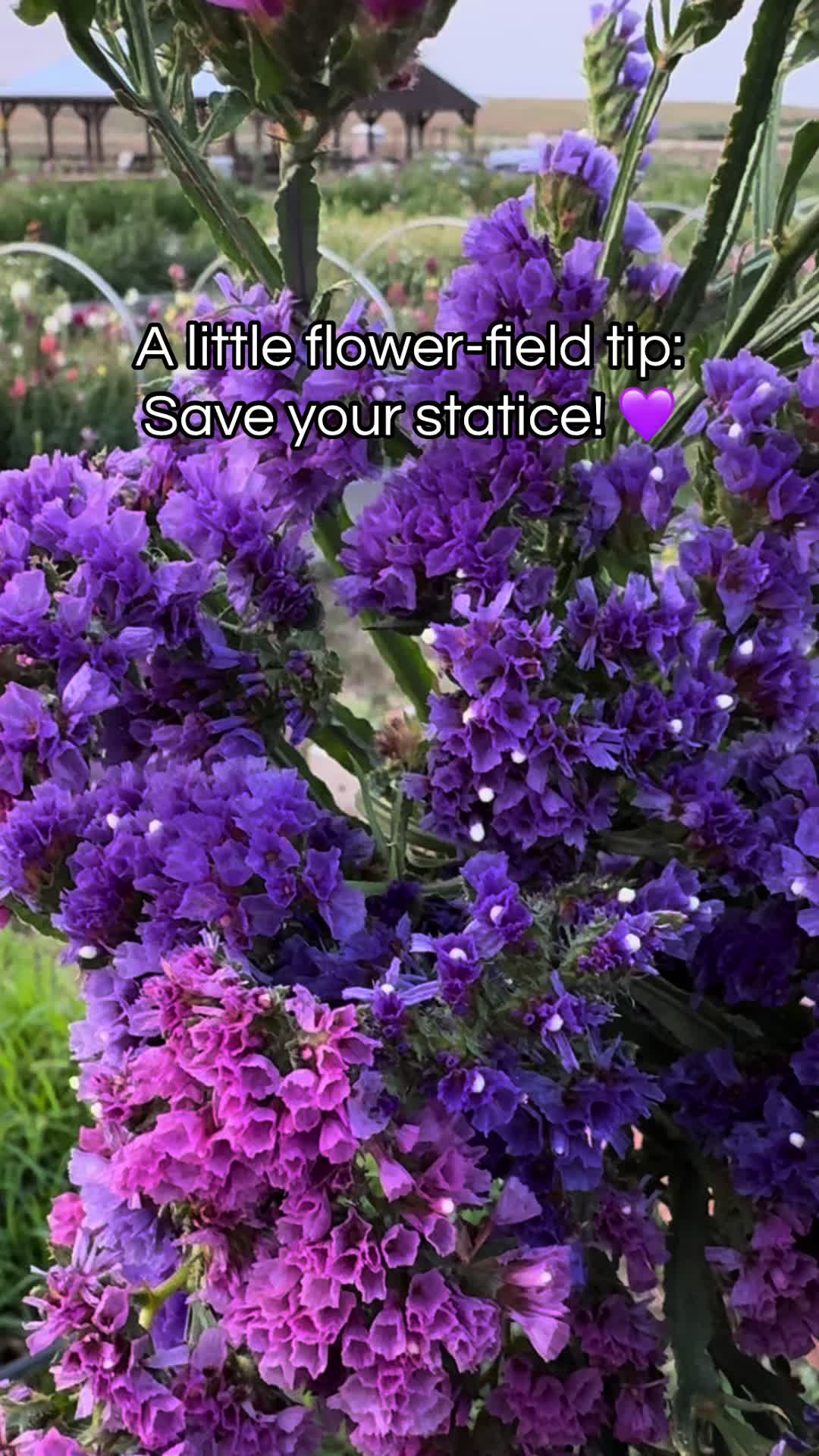 @Sandy Acres Farm