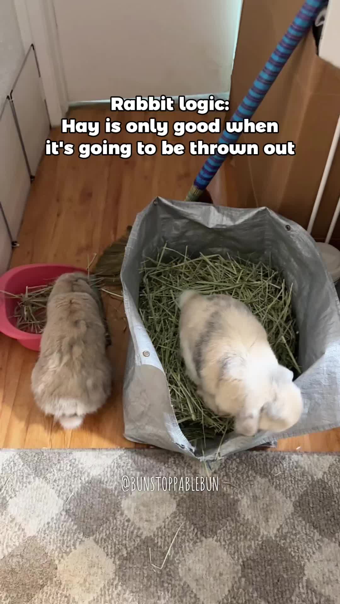 @BunBun, Mochi🌈, Chewy