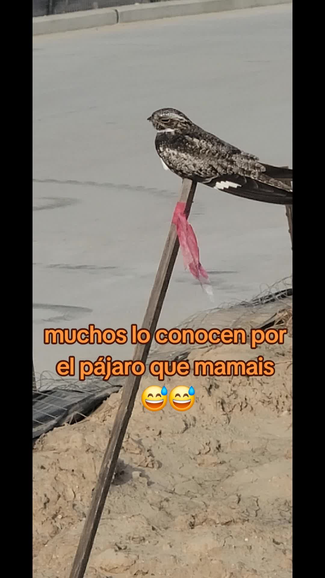 @NOE🦅GOMEZ