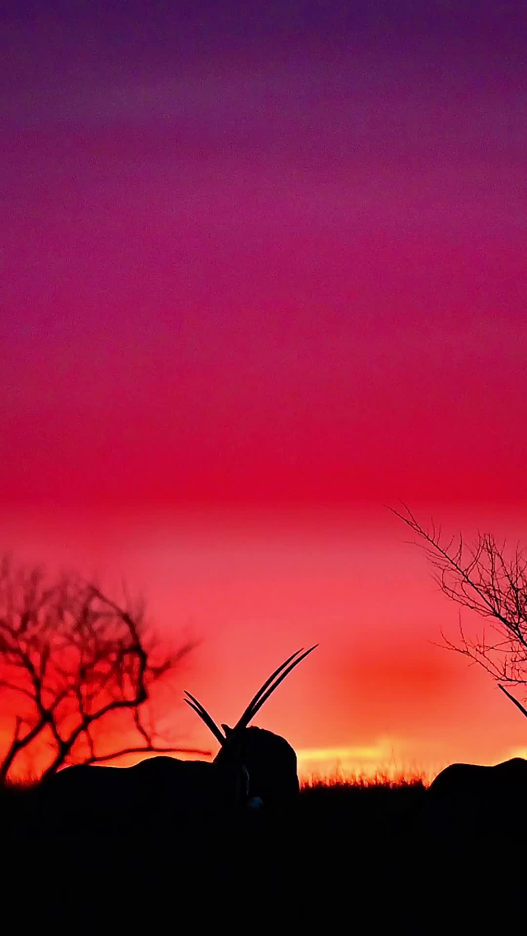 @WildLife Partners