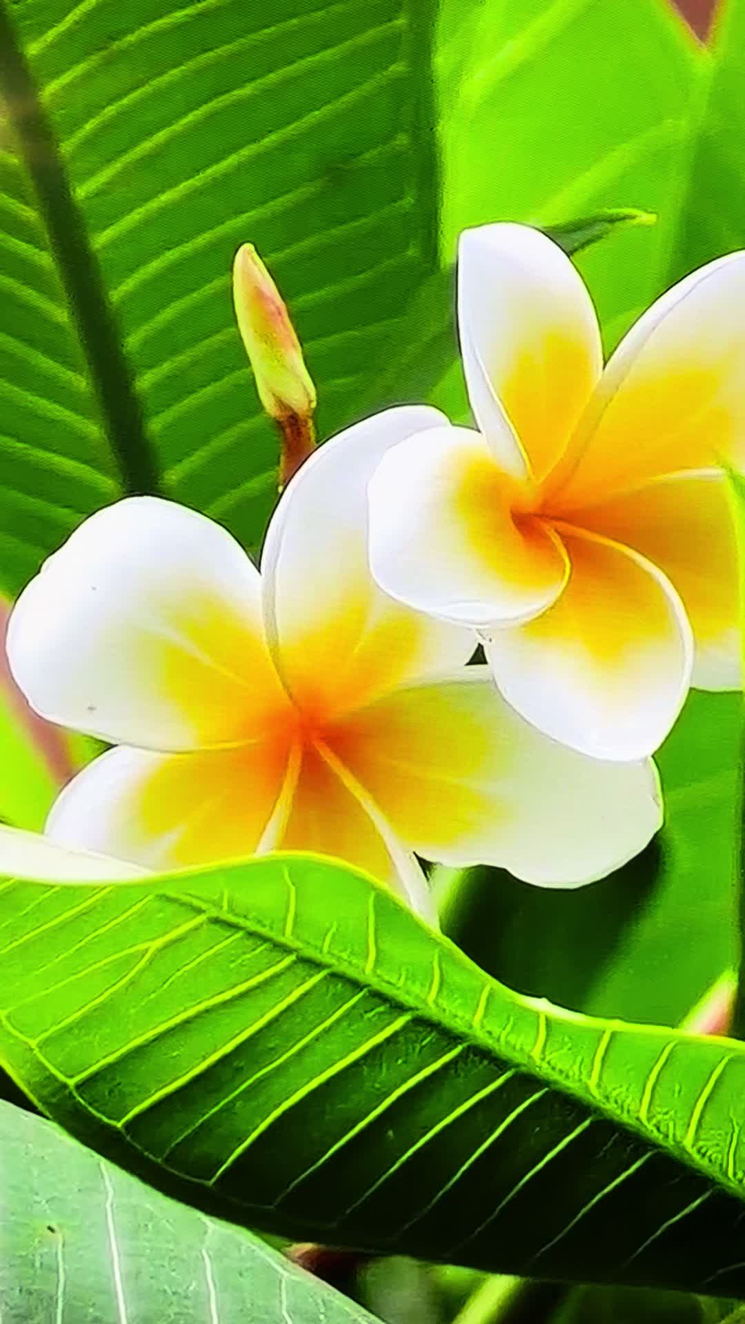 @Gokul
