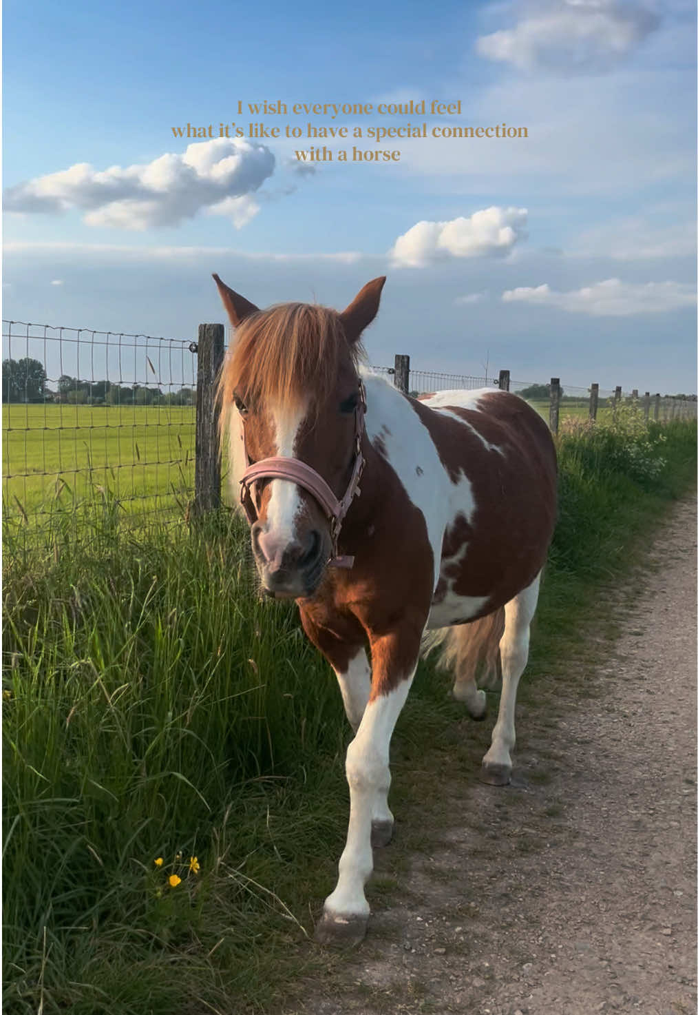 @idh_horses