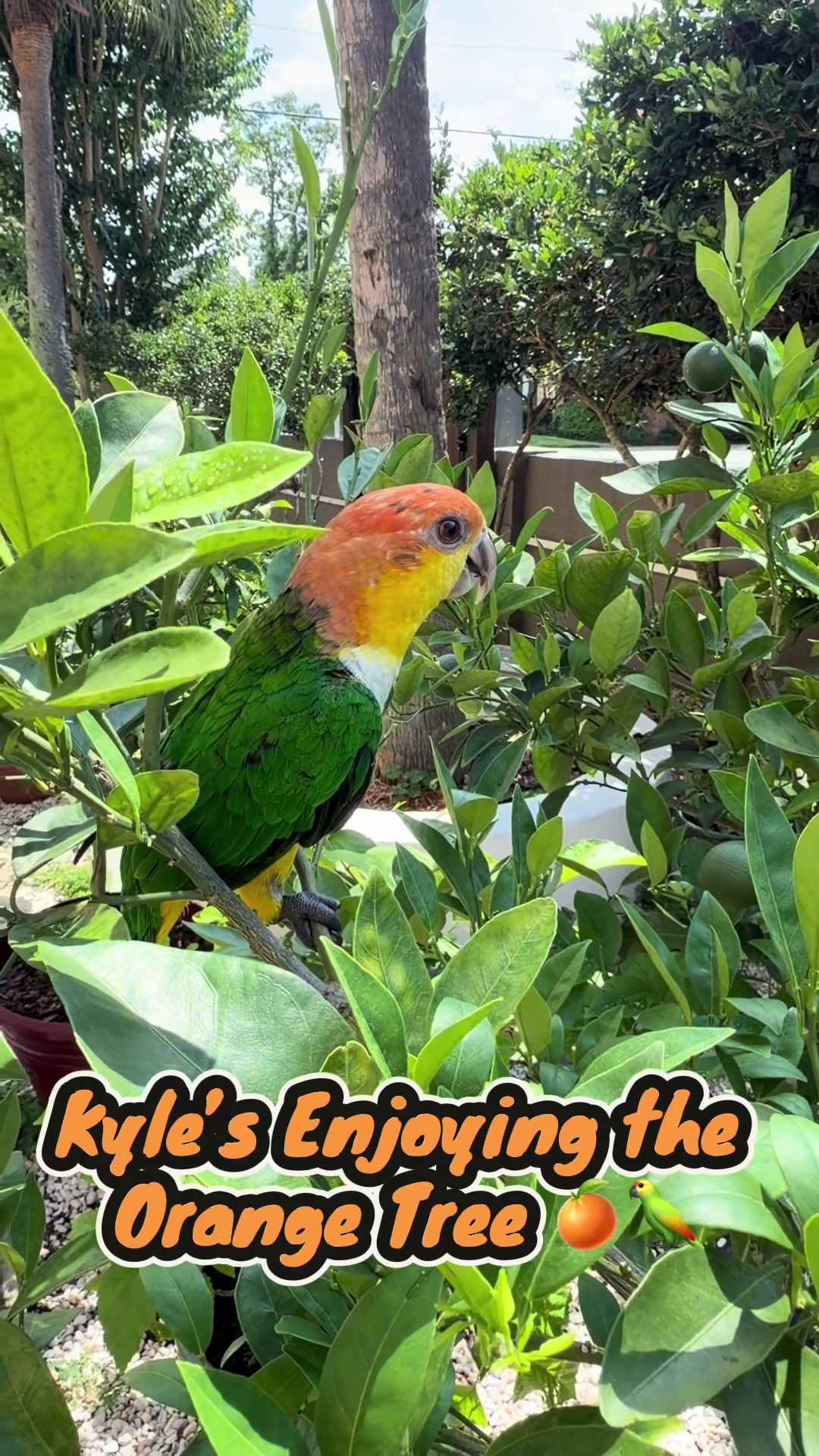 @Kyle The Caique