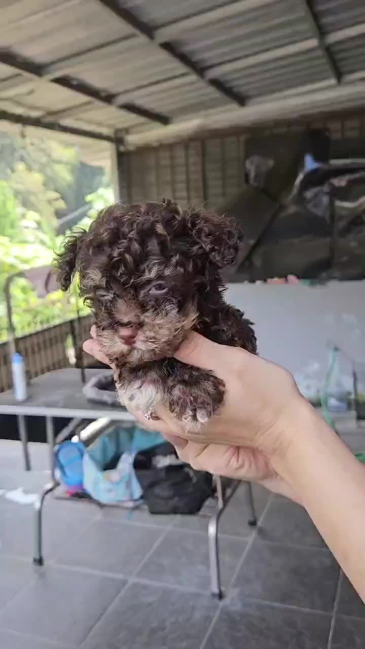 @Lavanya Kennel