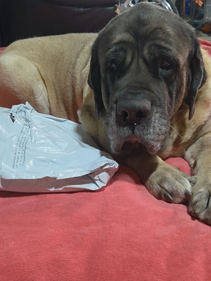 @Maple Mastiffs