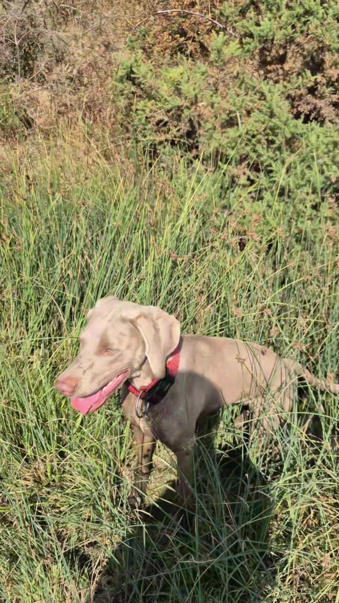 @Sabsky weimaraners