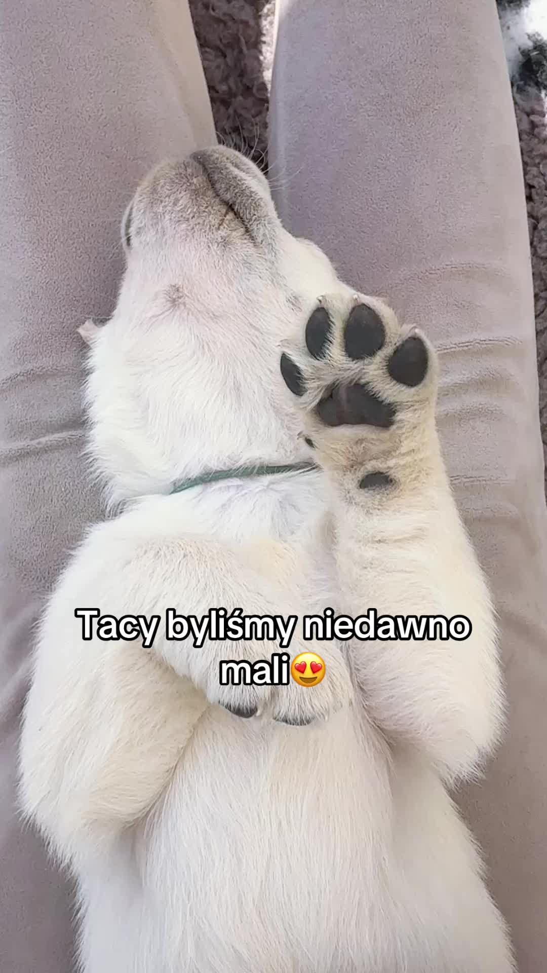 @Moonlife -Labrador Retriever