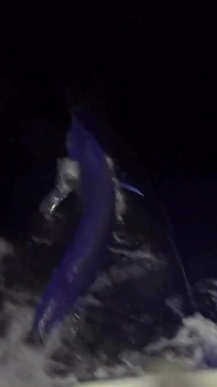 @DAILY SPORTFISH