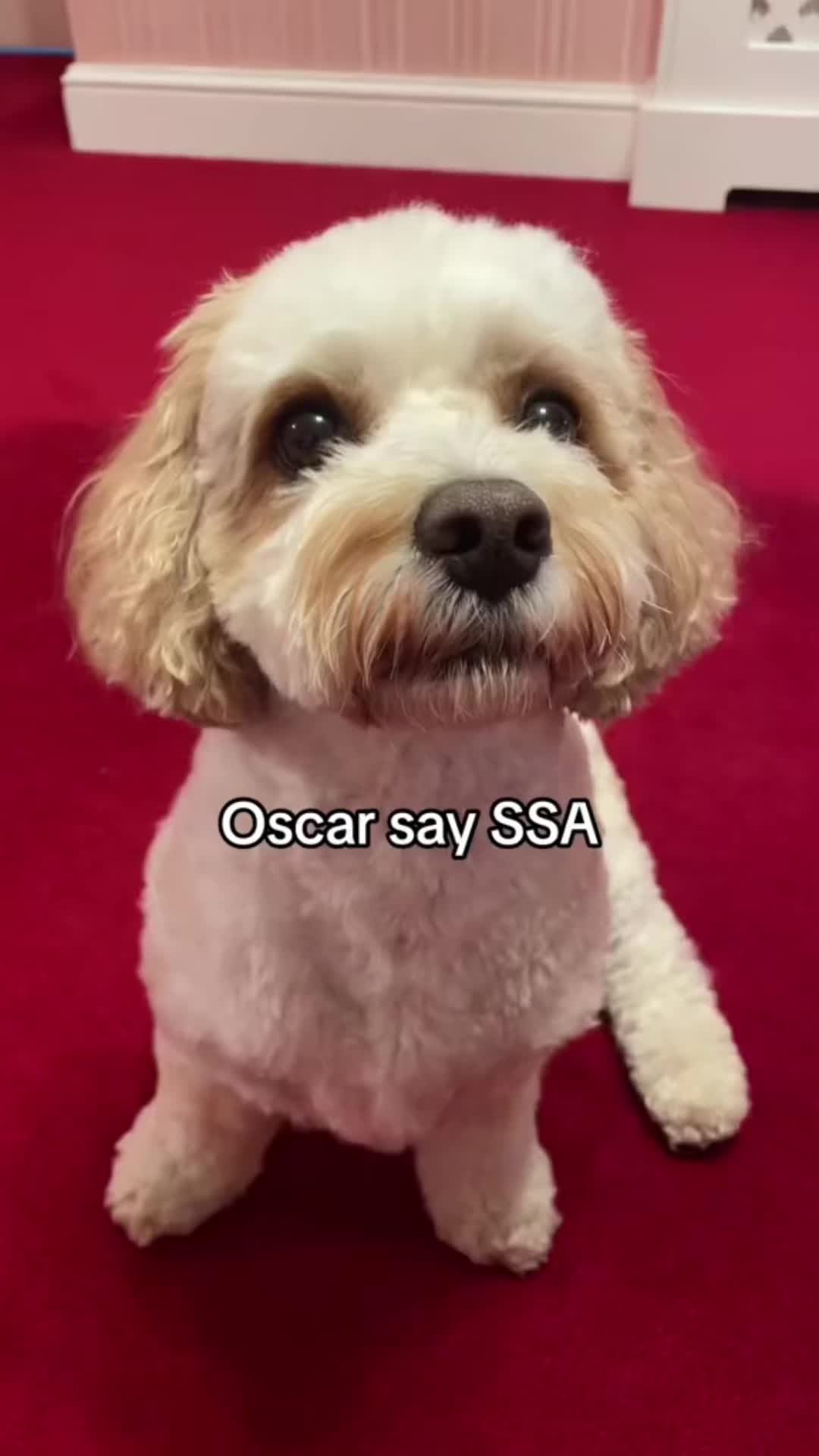 @My Cavachon