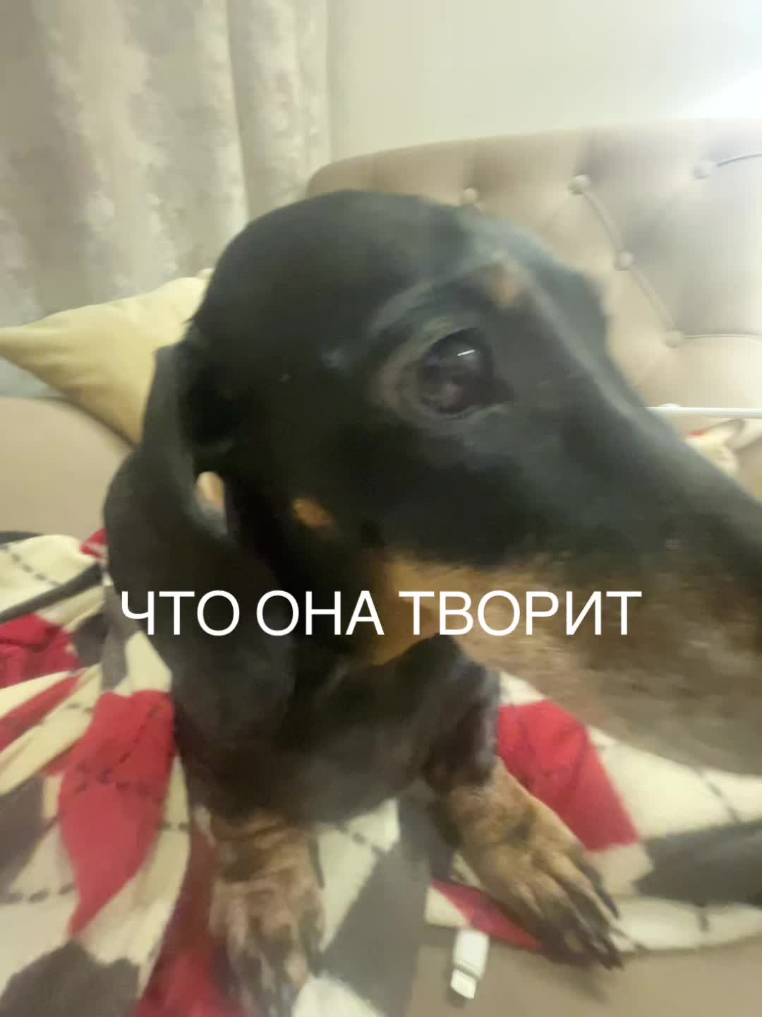 @тгк:NSNKBL𖤍